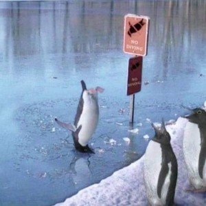 Создать мем: пингвин птица, веселый пингвин, зима пингвины прикол