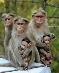 Create meme: family of monkeys