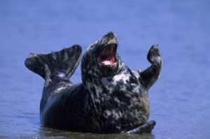 Create meme: funny animals, yawns, seal