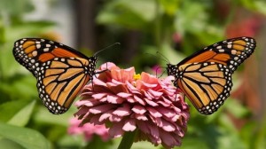 Create meme: butterfly on flower, pictures of butterflies are beautiful, beautiful butterflies