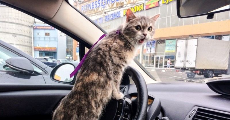 Create meme: the cat behind the wheel, The cat is in the car, cats that are with cars