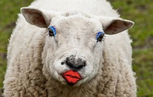 Создать мем: овцы пасутся, sheep, овца