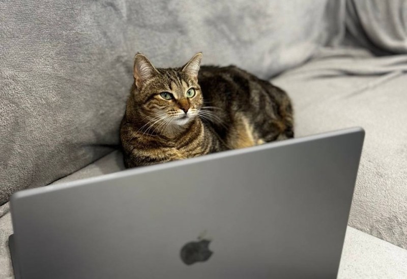 Создать мем: кот с планшетом, кот за компьютером, животные