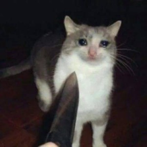 Создать мем: котик плачет мем, коты из мемов, коты мемы с ножом