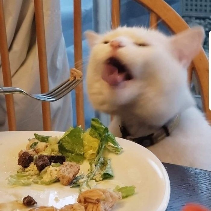 Создать мем: мем с котом за столом, мем котик в ресторане, кот за столом