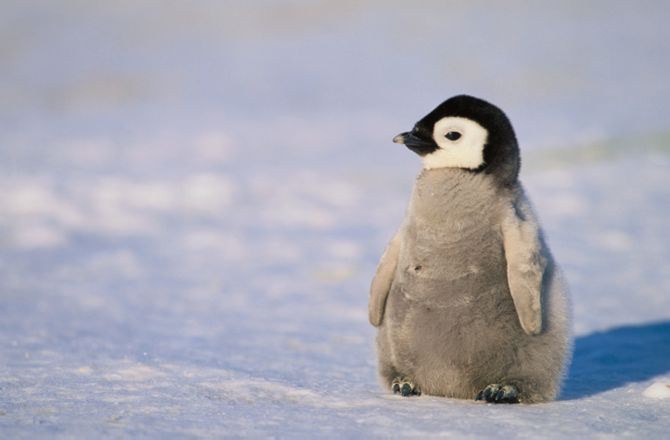 Создать мем: императорский пингвин детеныш, маленький пингвиненок, пингвинёнок пороро