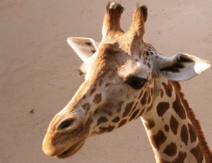 Create meme: animal, jirafa, the skin of a giraffe