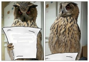 Create meme: owl El yeah, owl owl
