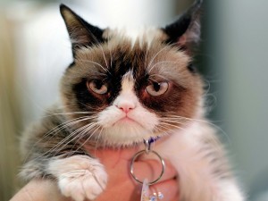 Создать мем: сердитый кот grumpy cat, недовольный кот grumpy cat, грампи кэт