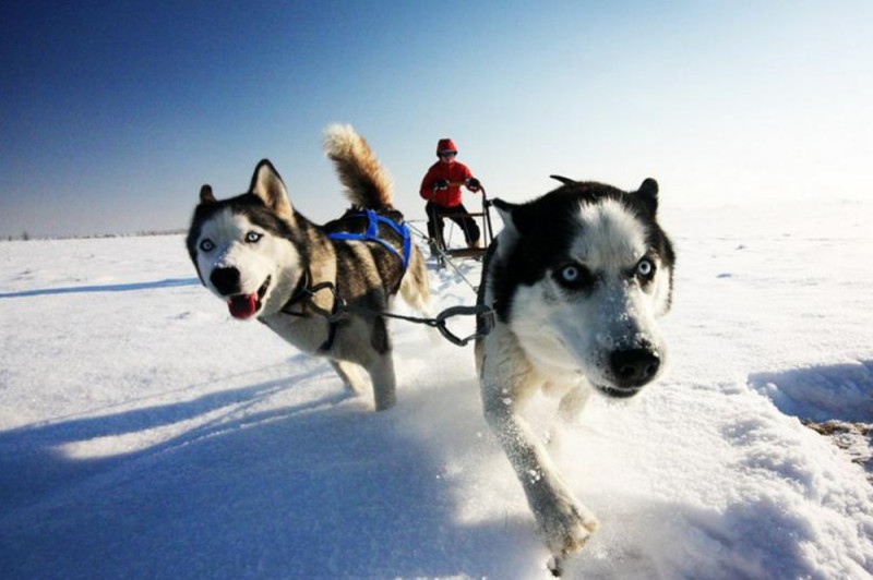 Create meme: siberian husky in harness, riding huskies, husky dog