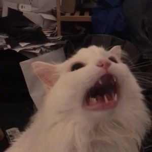 Создать мем: орущая кошка, белый кот кричит, кричащий кот