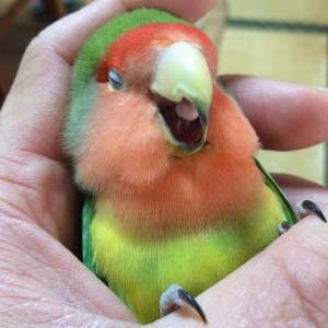 Create meme: parrot lovebird rosy-cheeked, lovebird parrots, parrot lovebird talking