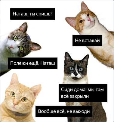 Create meme: memes with cats and Natasha, meme about natasha and cats, cat meme 