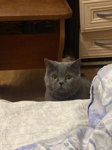 Создать мем: кошка, кот дымчатый британец, серый британский кот