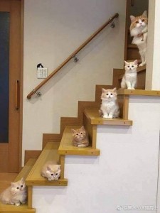Создать мем: коты в интерьере, кошка на лестнице фото британская, кот на лестнице мем