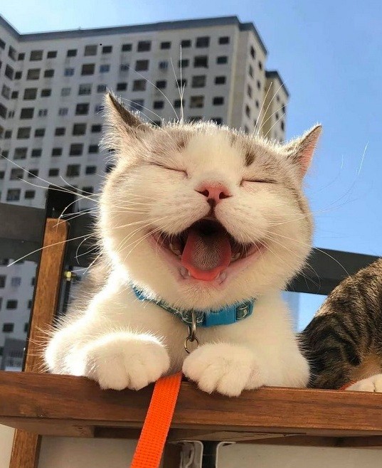 Create meme: the cat with a smile, laughing cat , cats are funny