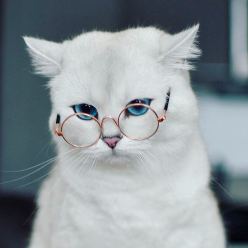 Create meme: cat smart , cat 