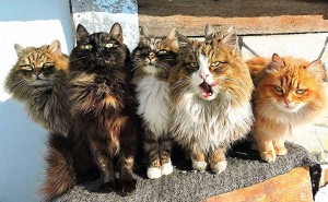 Create meme: Maine Coon, Siberian cats, the Siberian cat