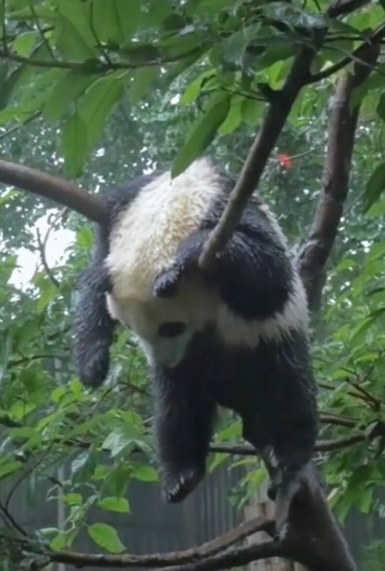 Create meme: giant Panda , Panda on the tree , panda is hanging