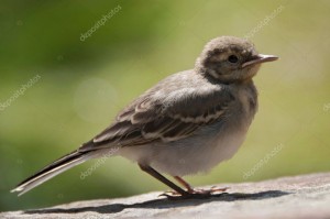 Create meme: a young bird, nestling Wagtails, birds of Russia