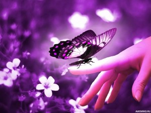 Create meme: the wings of a butterfly, Wallpaper butterfly