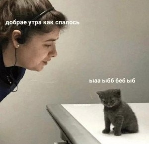 Create meme: cat, meme cat, cat