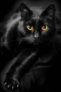 Создать мем: черная пантера кошка, черный котик, черный кот