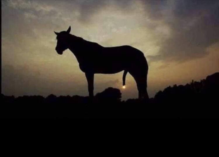 Create meme: horse at sunset, horse , horse and donkey