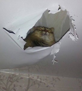 Создать мем: кошка, кошка на потолке, кот в натяжном потолке