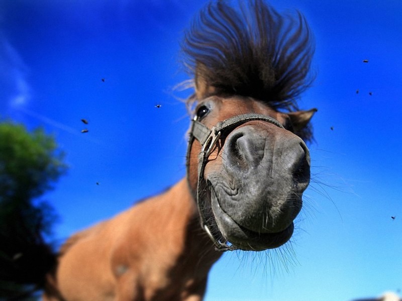 Create meme: horse's muzzle, smile horse, funny horse