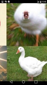 Create meme: breeds of geese, goose, goose vs duck