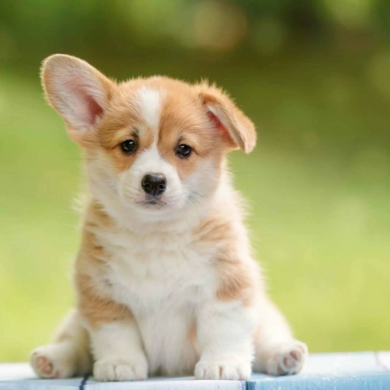 Create meme: puppy Corgi, welsh corgi pembroke puppy, puppy Welsh Corgi