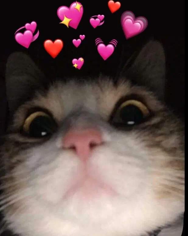 Create meme: cat , meme of cute cat, cute cats 