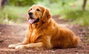 Создать мем: golden retriever, ретривер, ретвилер золотой