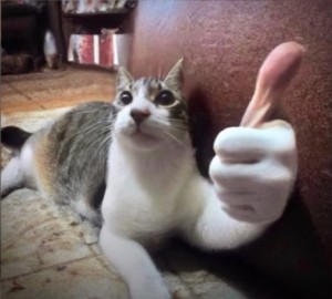Create meme: cat, funny animals, cat with thumbs up
