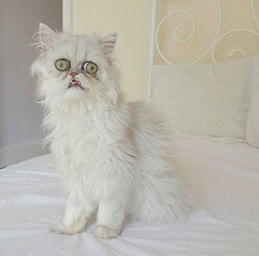 Create meme: persian chinchilla wilfred, cat Wilfried, Persian cat 