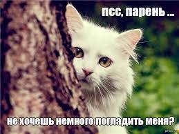 Create meme: white cats, cat , koo koo cat