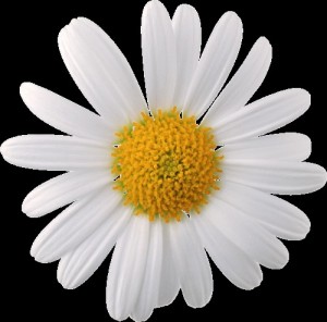 Create meme: camomile, daisy flower, Daisy
