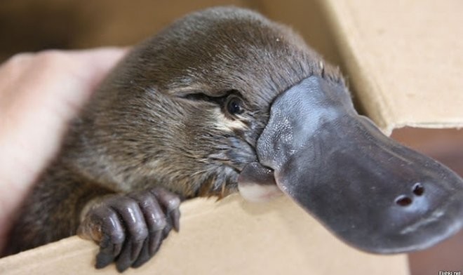 Create meme: platypus animal, duckbill, platypus echidna