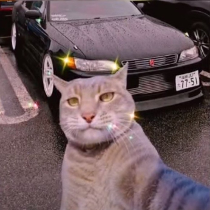 Создать мем: кот кот, кот фотографируется с машиной, селфи кота мем