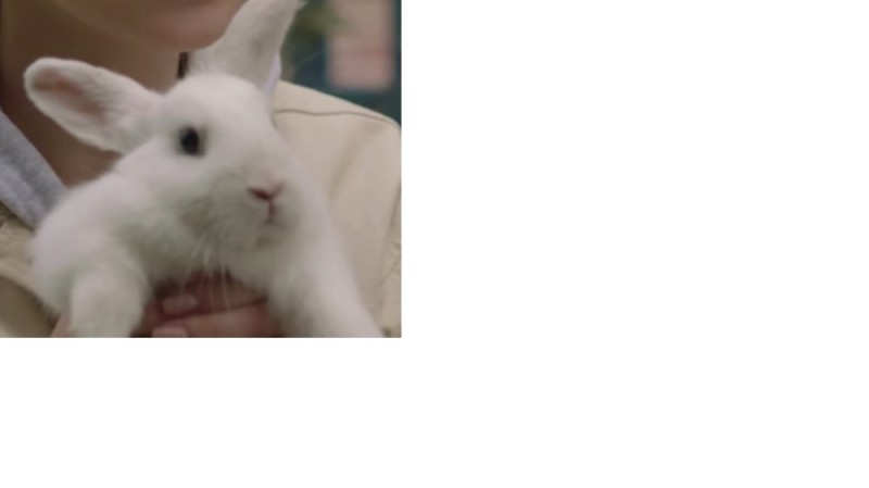 Create meme: decorative rabbit, dwarf rabbit, rabbit 