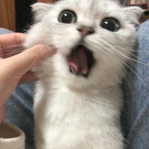 Create meme: animals cats, funny cats, animals cats