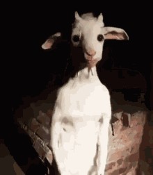 Create meme: funny animals, goat, cat