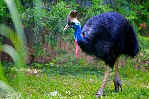 Create meme: cassowary, cassowary bird, A dangerous cassowary bird