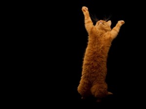 Create meme: the dancing cat, red cat, cat dancing