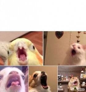 Create meme: parrot meme, the best memes, screaming parrot meme