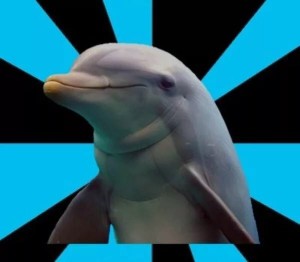 Create meme: dolphin , Dolphin 