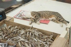 Создать мем: кот юмор, кот, кот на рыбном рынке