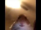Create meme: meme hamster, the hamster in the chamber, the hamster in the webcam