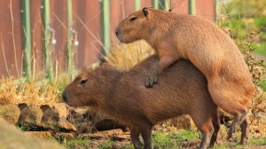 Create meme: capybaras, capybara cub, a pet capybara
